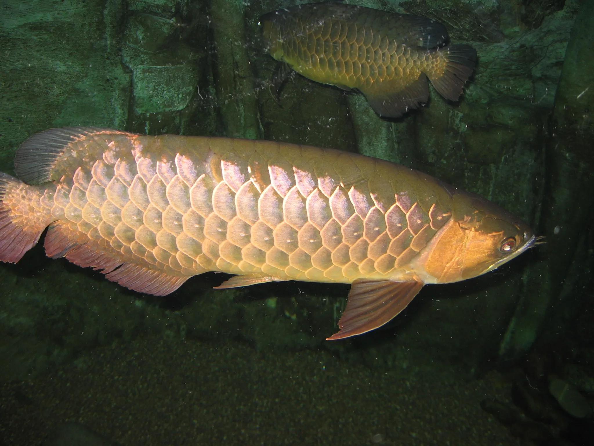 ทองมาเลย์ (Malaysian Golden / Crossback)