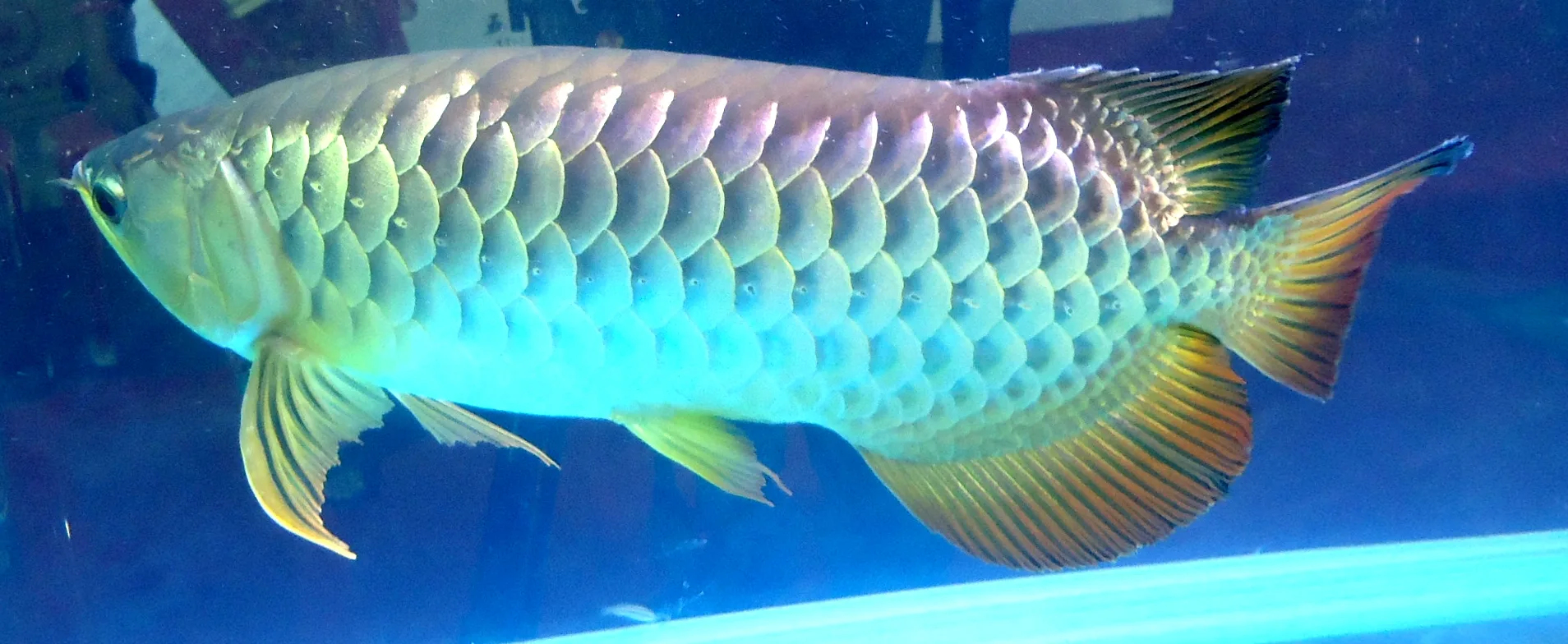 ทองอินโด (Red Tail Golden)
