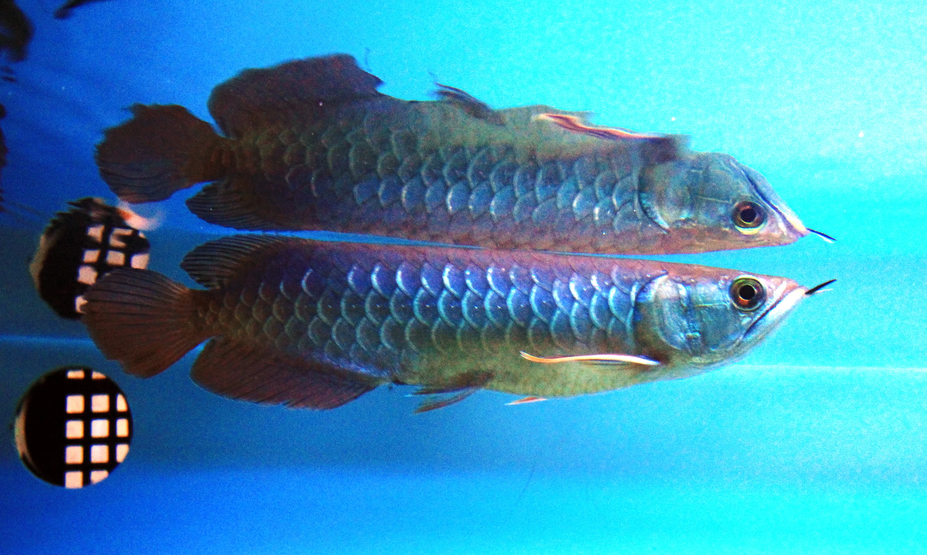 อะโรวาน่าเงิน (Silver Arowana)