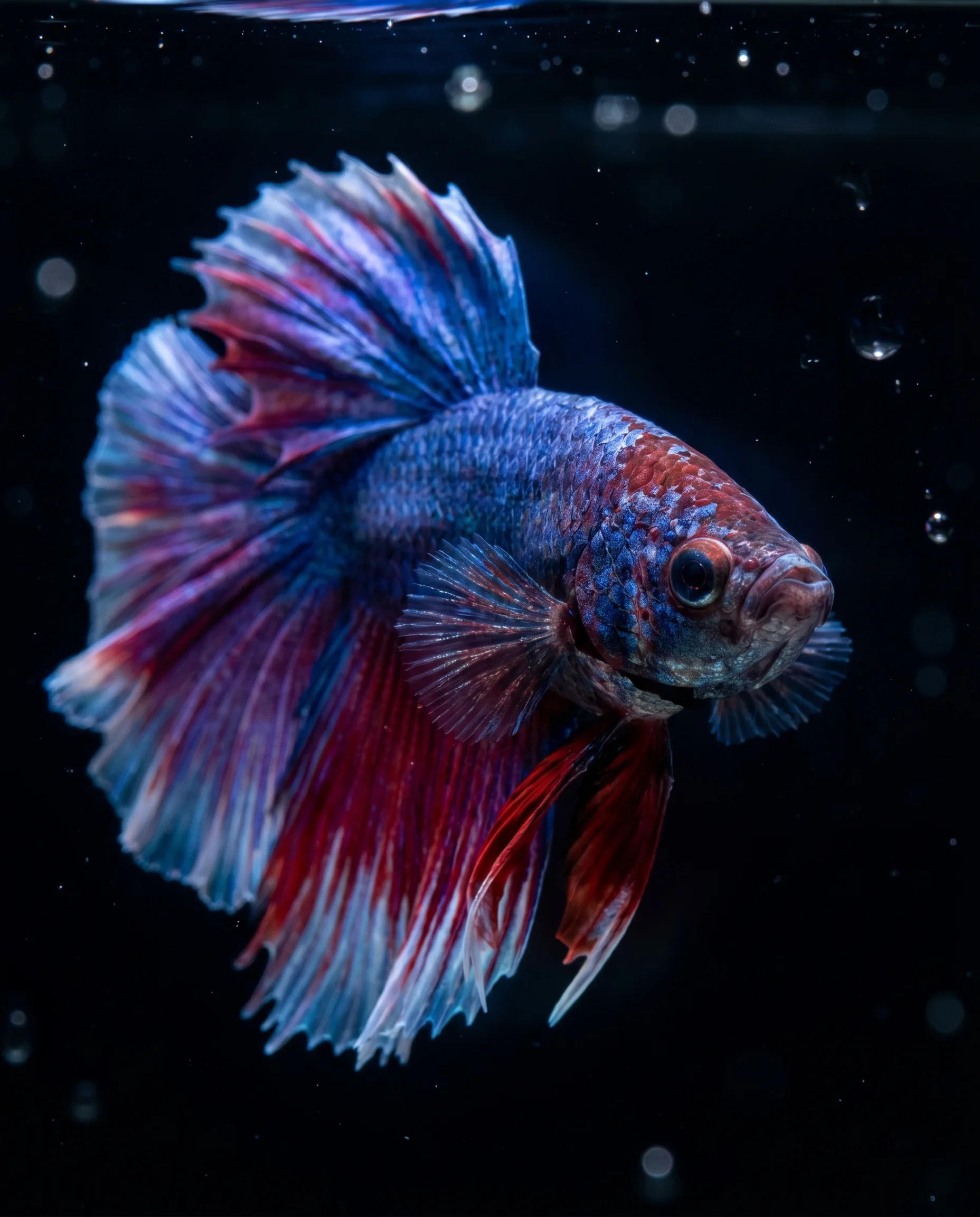 ปลากัดสีน้ำเงินแดงสวยงาม ครีบยาว