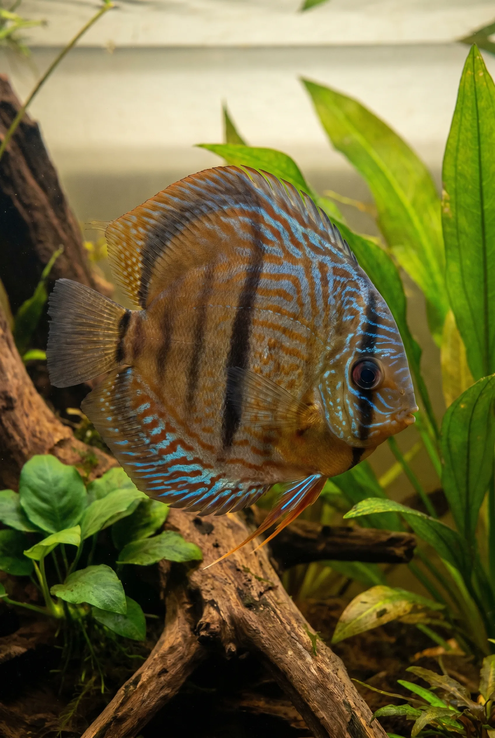 ปอมปาดัวร์ป่าเฮกเกล (Heckel Discus)