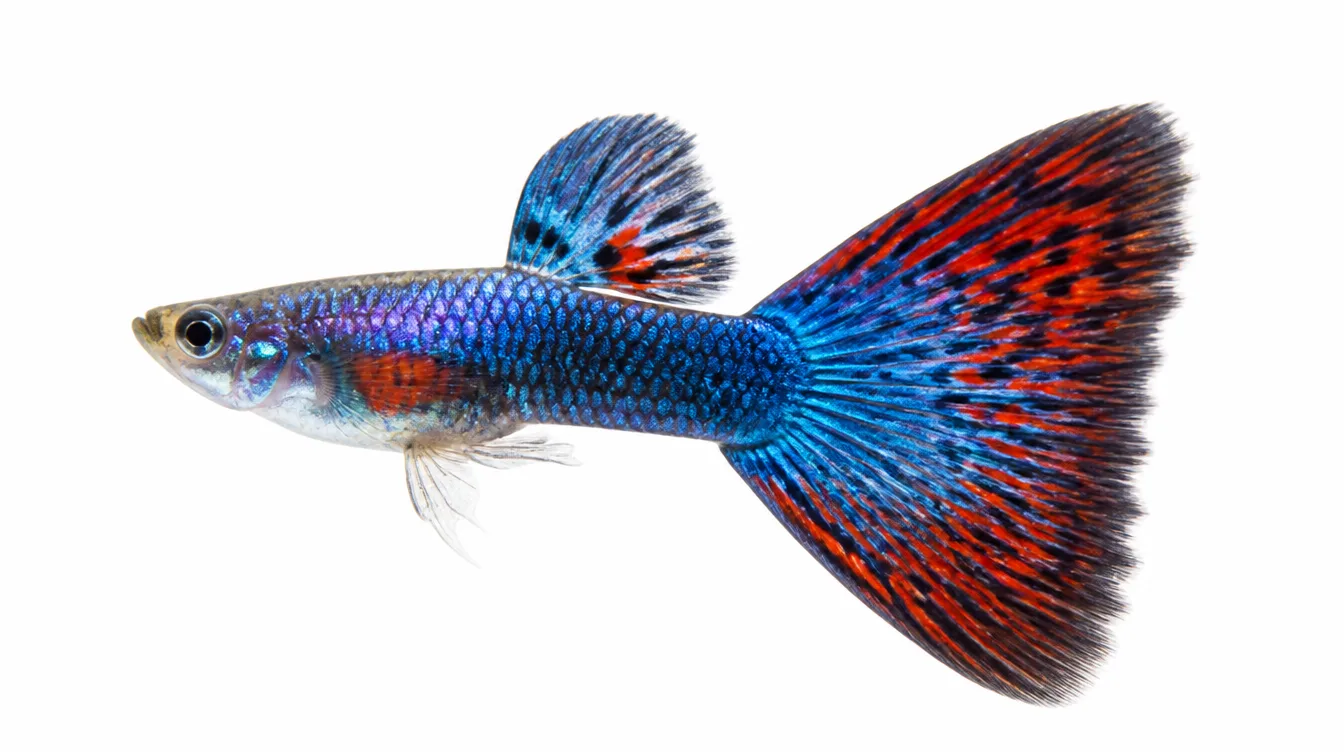 เดลต้าเทล (Delta Tail)