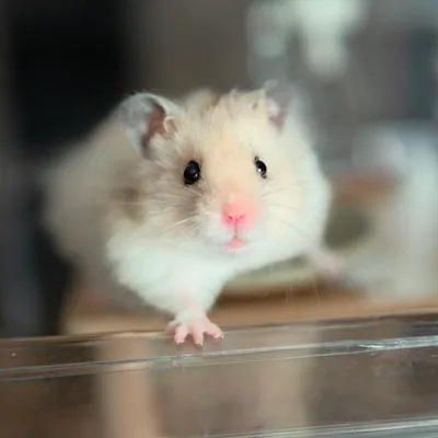 แคมป์เบล (Campbell's Dwarf)