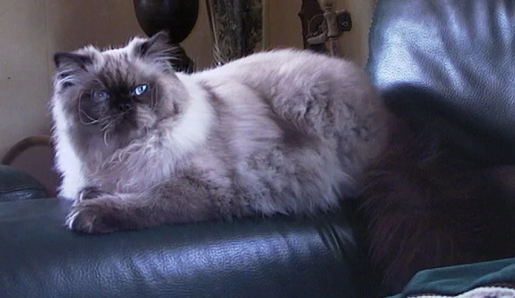 สีทอร์ทีพอยต์ (Tortie Point)