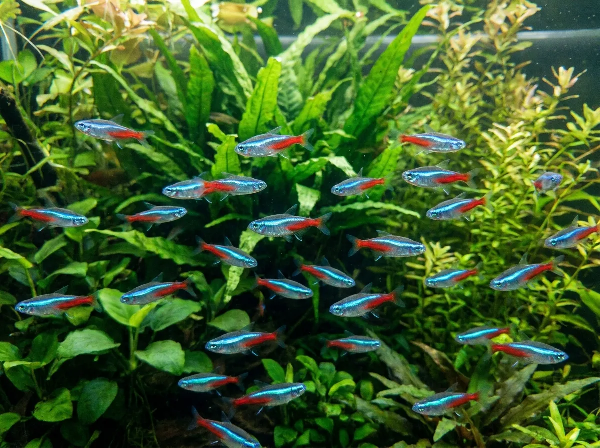ฝูงปลาเนออนเตตราในตู้ปลา แสดงแถบสีน้ำเงินและแดงสดใสตามความยาวลำตัว