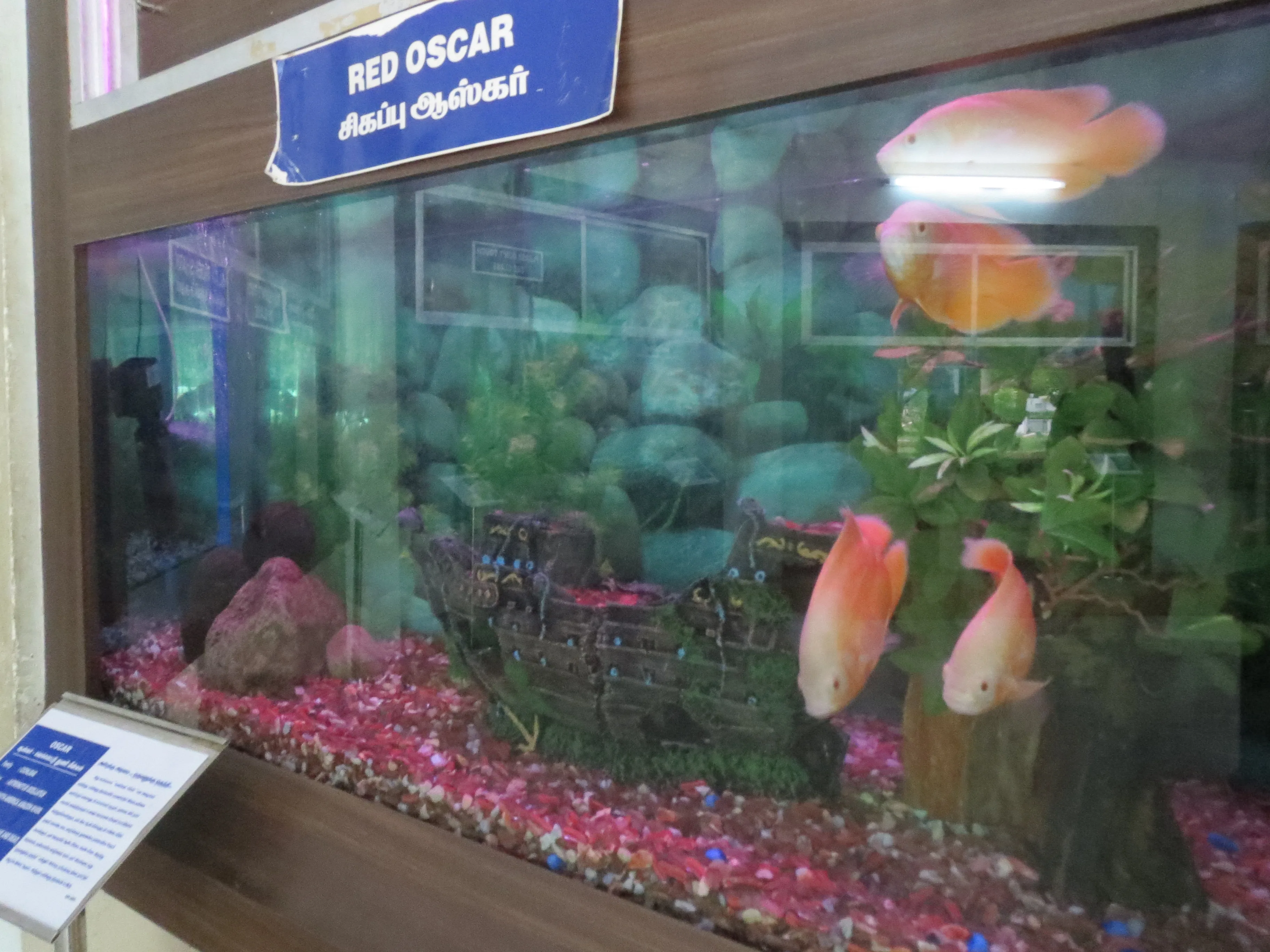 ออสการ์แดง (Red Oscar)