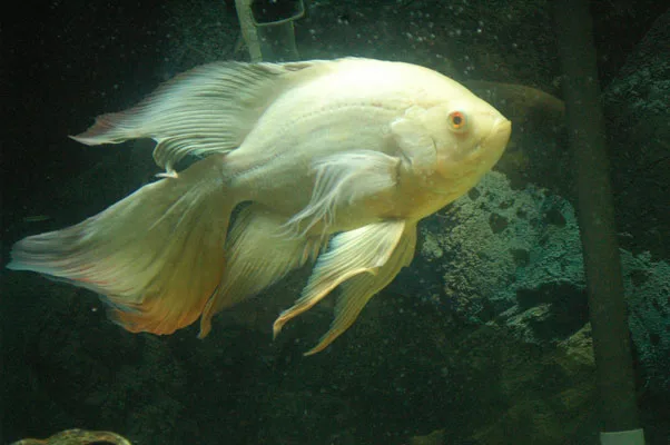 ออสการ์ครีบยาว (Long Fin / Veil Tail)