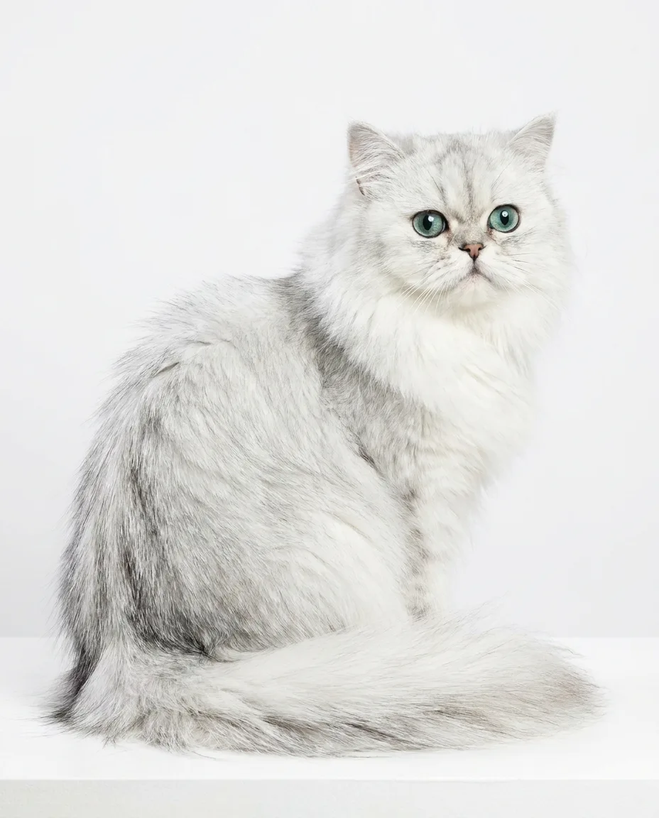 ชินชิลล่าเงิน (Silver Chinchilla)