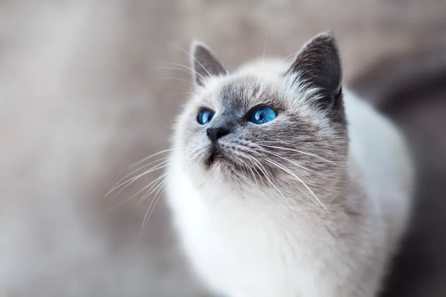 แรกดอลล์ ขนยาวสีขาวครีม ตาสีฟ้า นอนผ่อนคลายอย่างสงบ