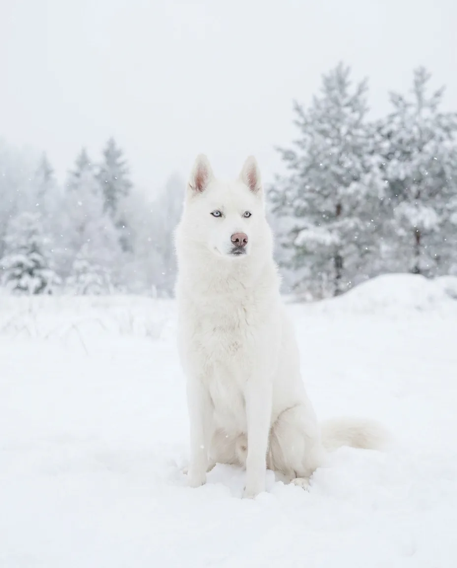สีขาวล้วน (Pure White)