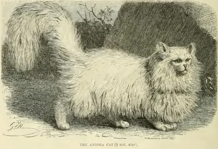 "ภาพประกอบแมวแองโกรา (เรียกในยุคนั้นว่า Persian or Angora) จากหนังสือ Our Cats and All About Them ปี ค.ศ. 1894 โดย Harrison Weir"