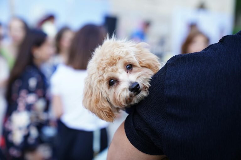 Adorable Labradoodle puppy being held in a lively outdoor setting with people.