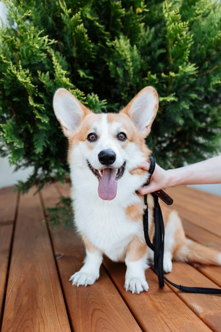 Charming corgi sitting on a wooden deck with leash in hand. Perfect pet portrait.