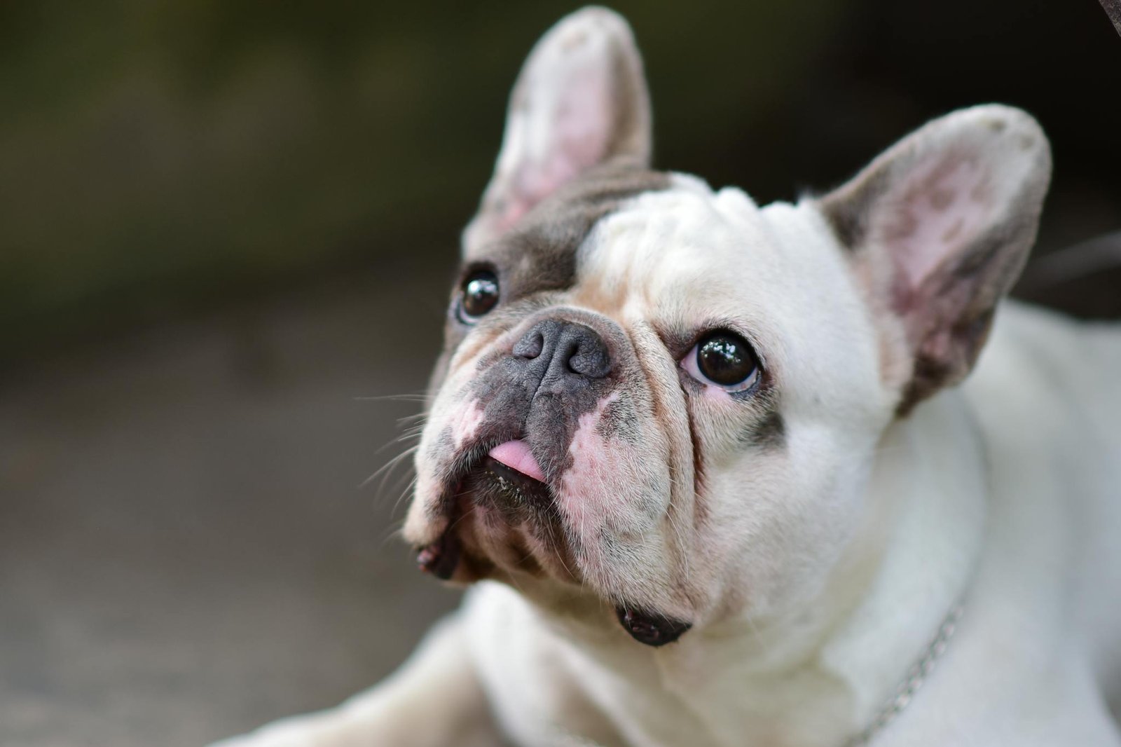 Close-up portrait of a French Bulldog looking upwards with expressive, soulful eyes.