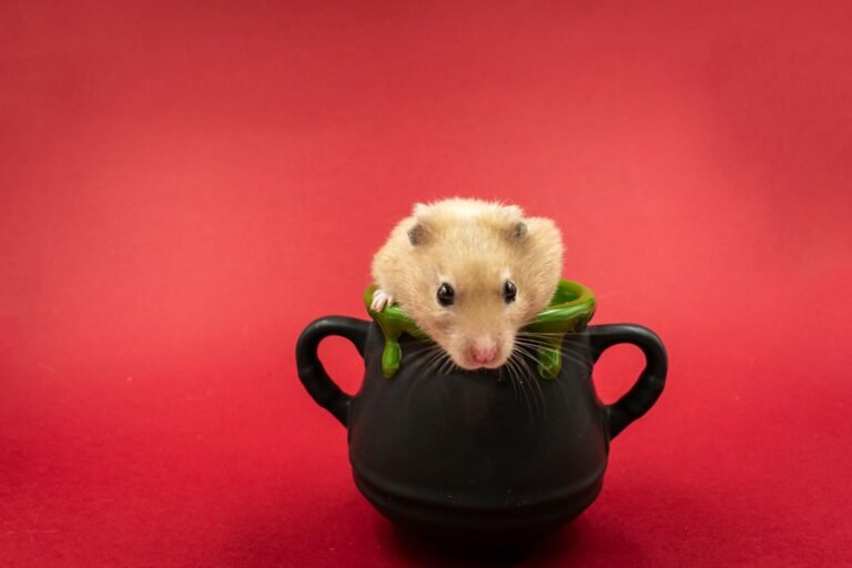 Cute hamster peeking from black pot against a vibrant red backdrop.